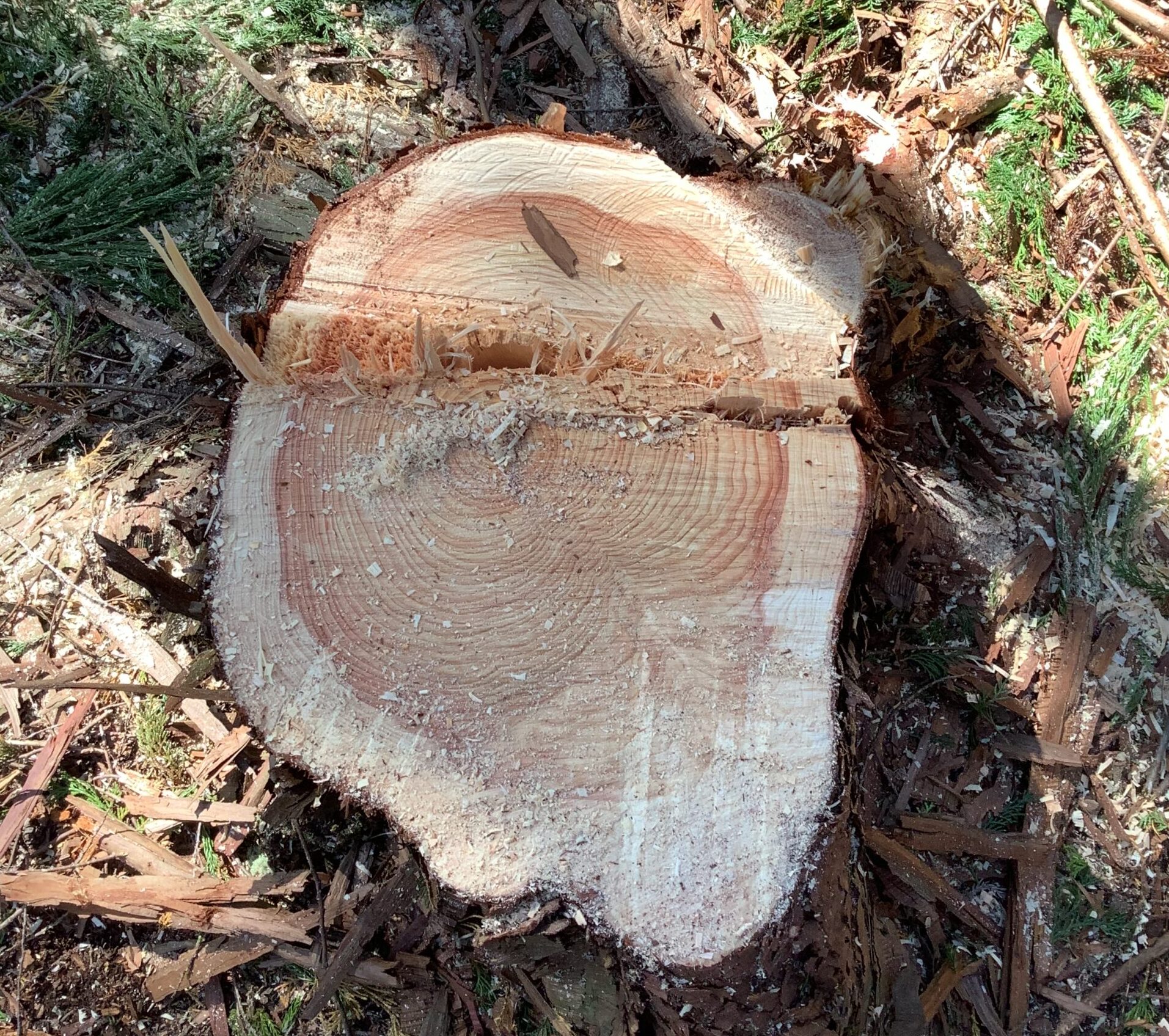 立木を切ってすぐ切株