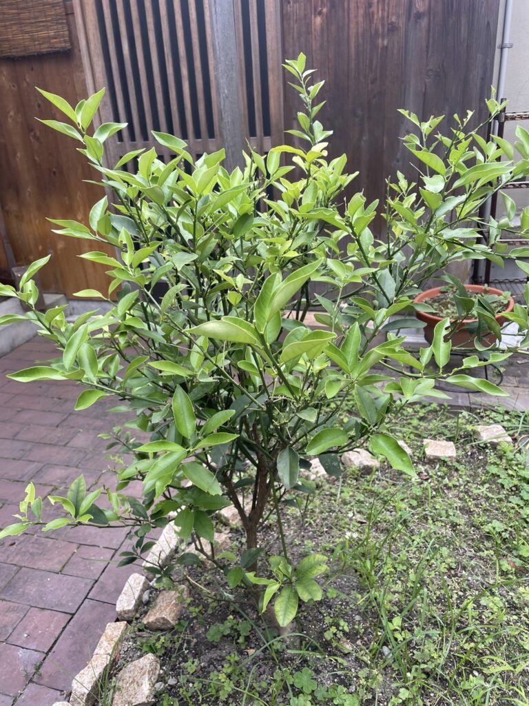 キンカンの木